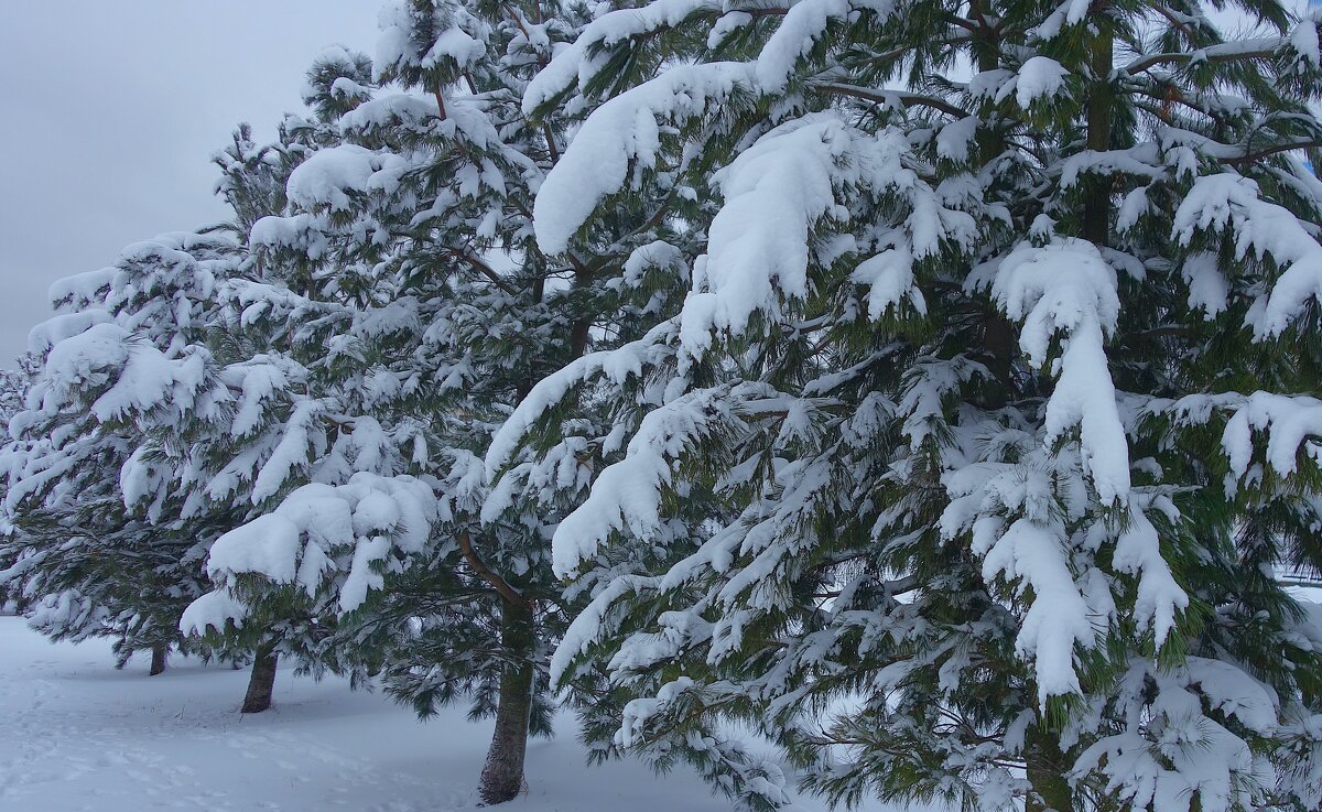 В терпком запахе елей... - Sergey Gordoff