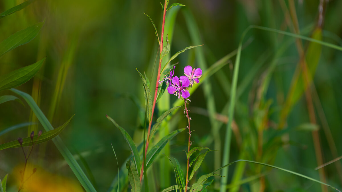 Летние моменты - Владимир Лазарев