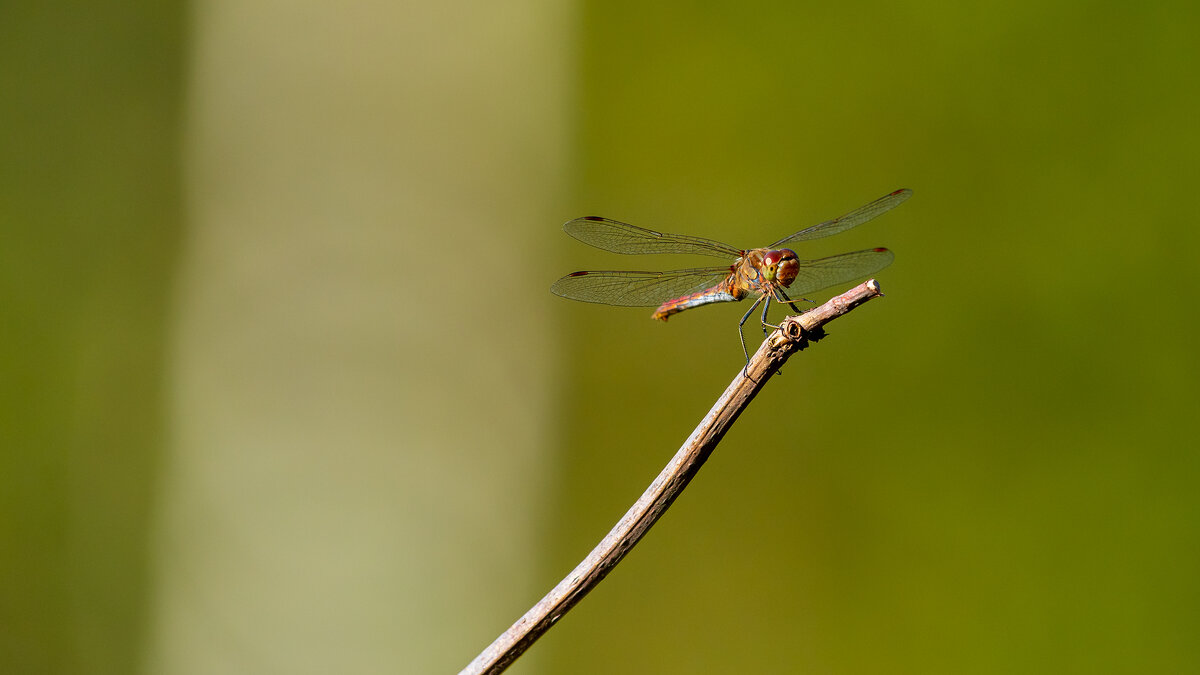 Летние моменты - Владимир Лазарев Летние моменты - Владимир Лазарев