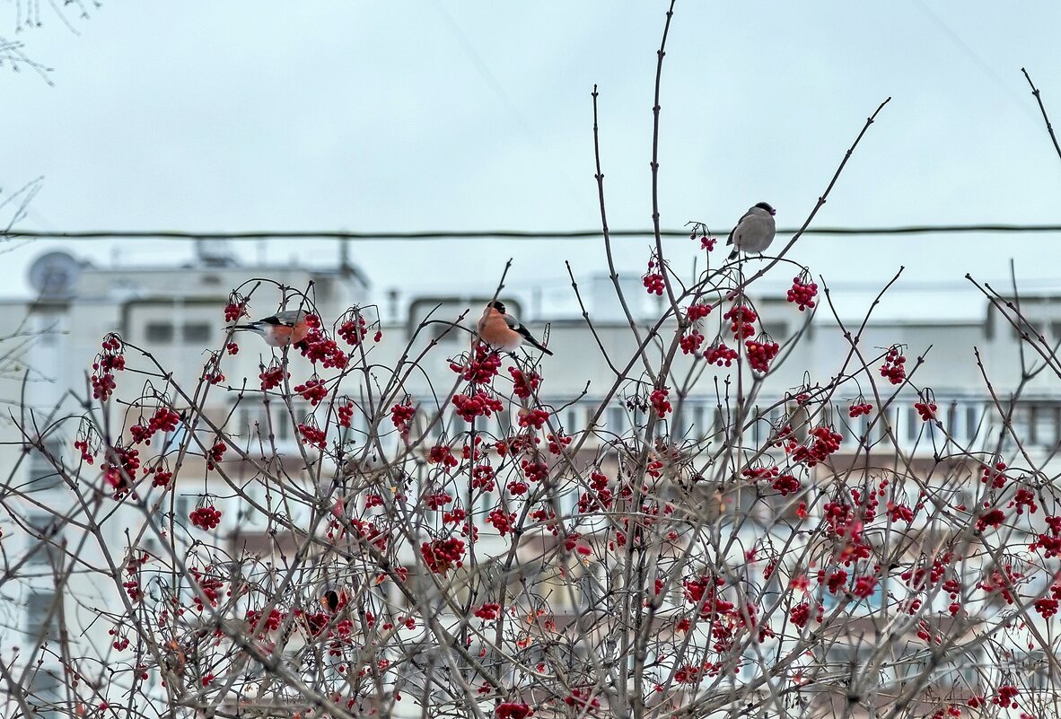 Витаминчиков захотелось - Валерий Иванович Витаминчиков захотелось - Валерий Иванович