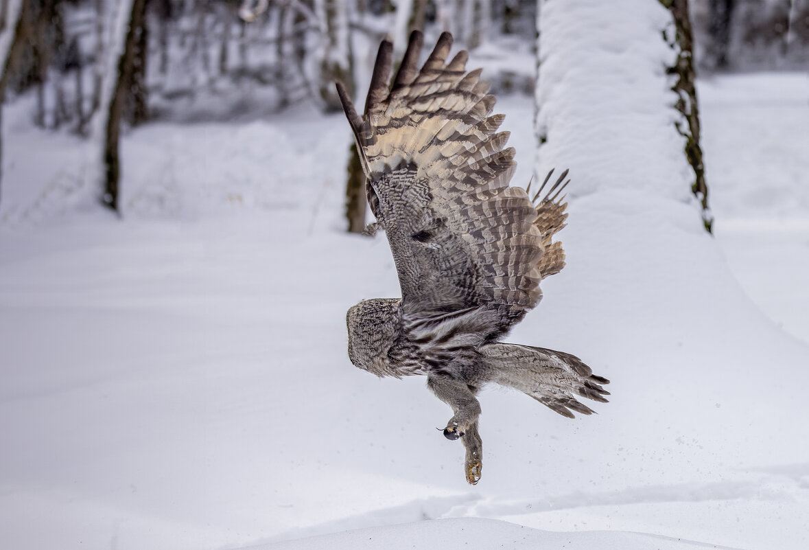 бородатая неясыть. - юрий макаров