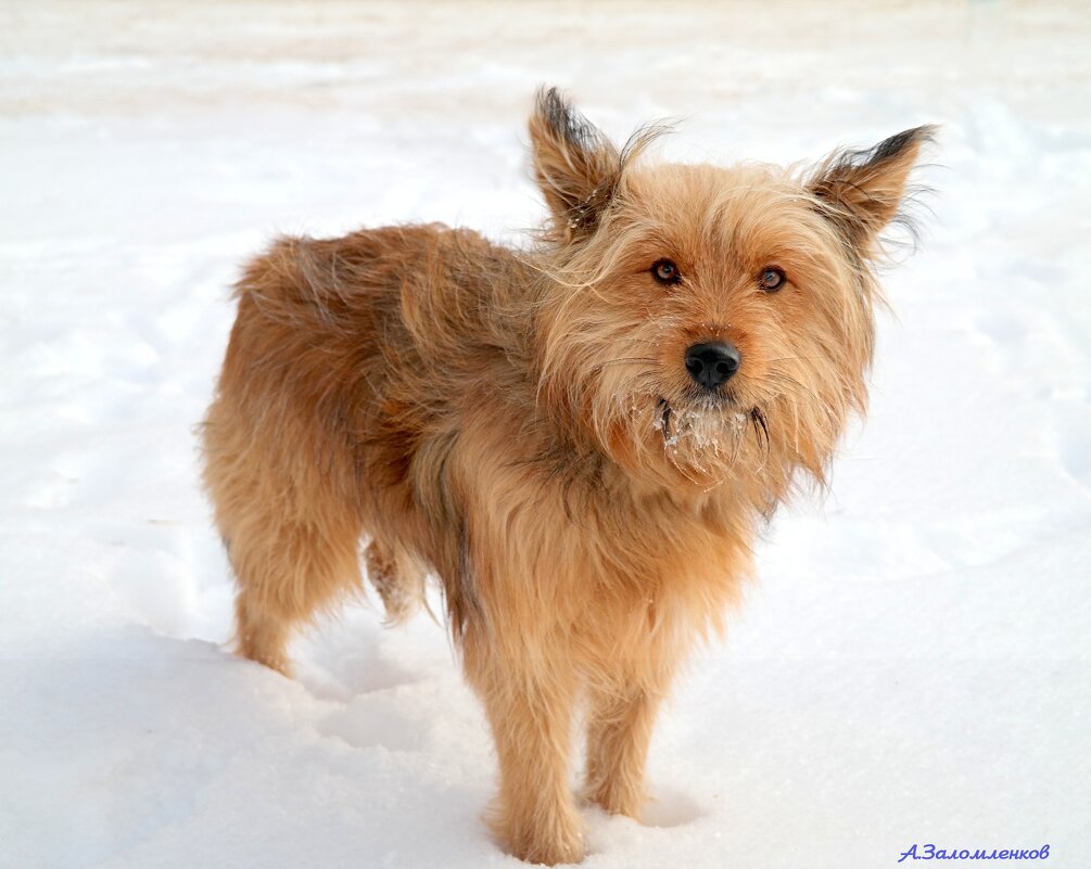 Ты чья, Каштанка? - Андрей Заломленков Ты чья, Каштанка? - Андрей Заломленков
