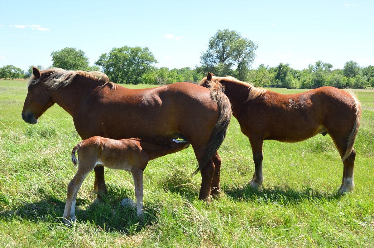 Перекус. - Виктор Перекус. - Виктор