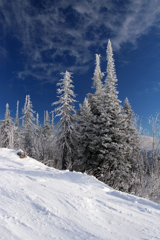 *** - Евгения Каравашкина