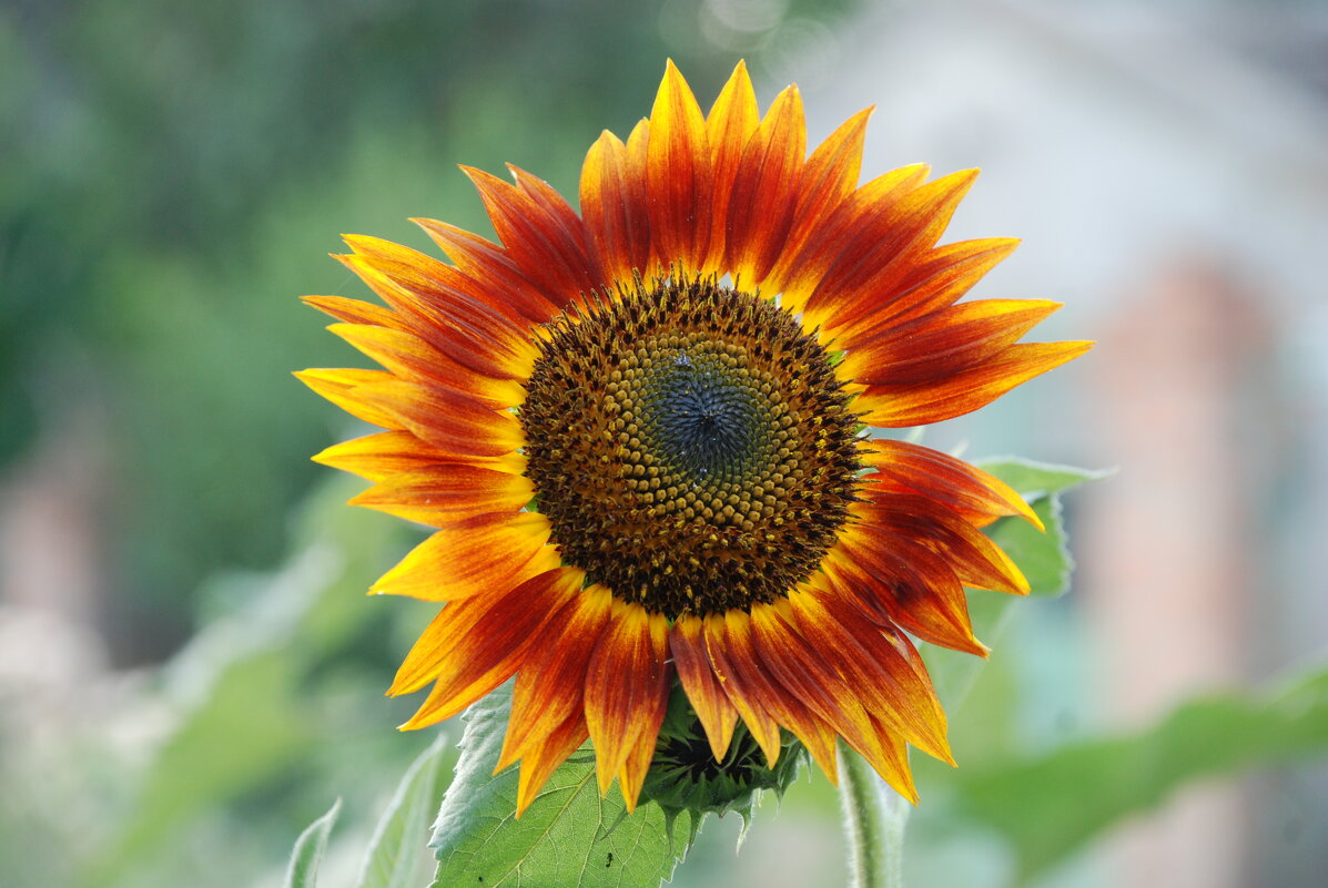 цвет лета - Анна Камс