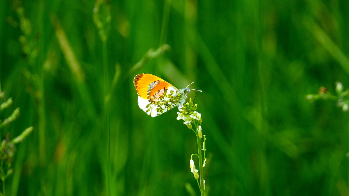 опять про бабочек 229 - Александр Прокудин опять про бабочек 229 - Александр Прокудин