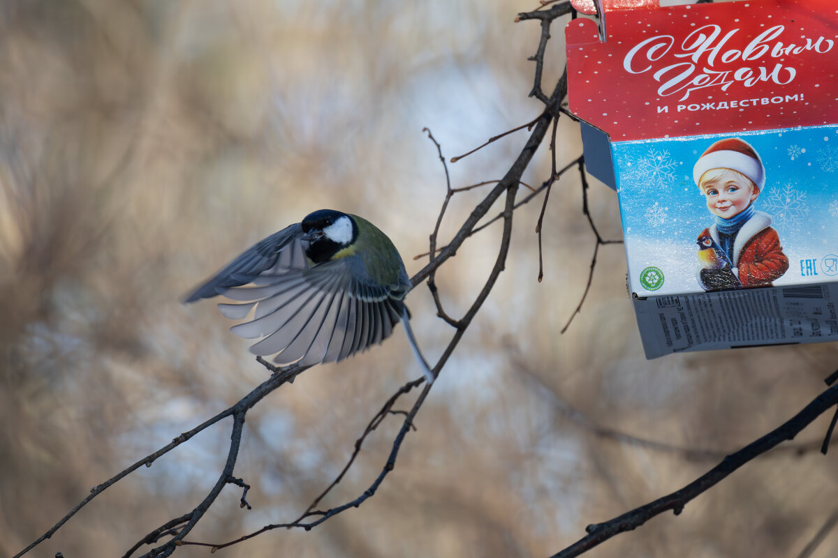 Пернатый ниндзя. - Сергей Брюшинин