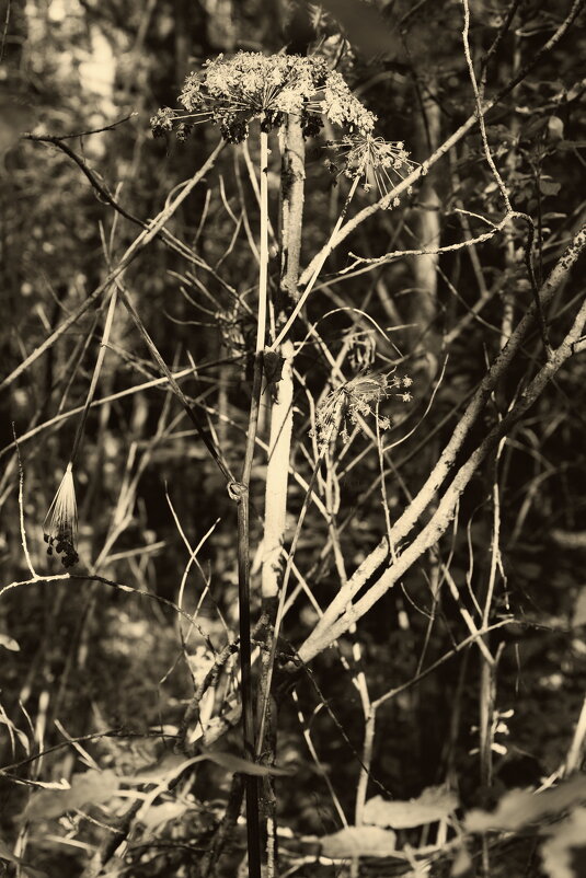 Название отсутствует - Денис Безногов