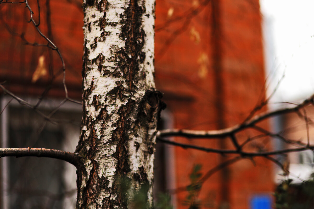 Березка без снега - Юрий Гайворонскiий Березка без снега - Юрий Гайворонскiий