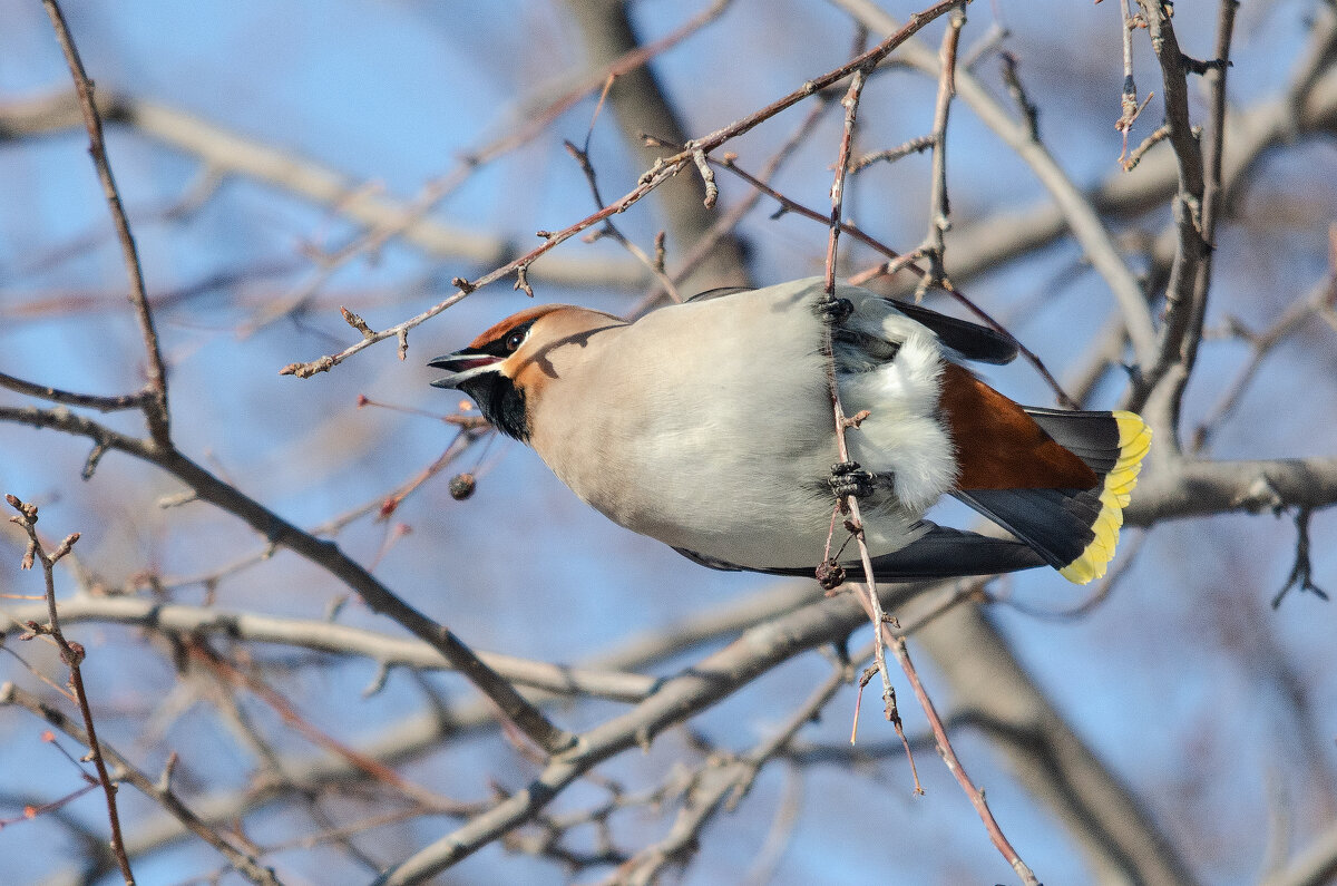 Свиристель. - Виктор Иванович Чернюк Свиристель. - Виктор Иванович Чернюк