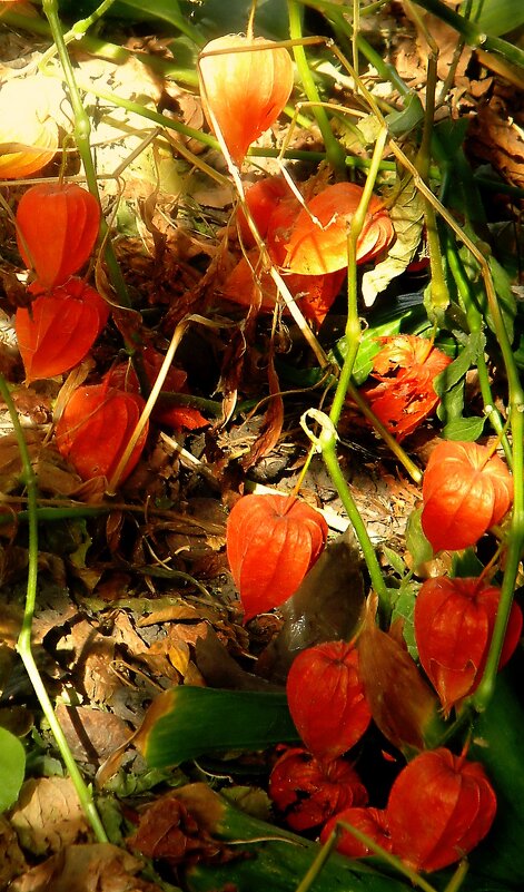 Детали осени - Роман Савоцкий