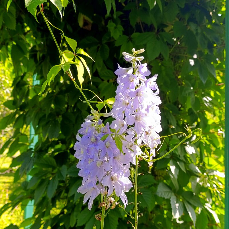 дачное - tatiana дачное - tatiana