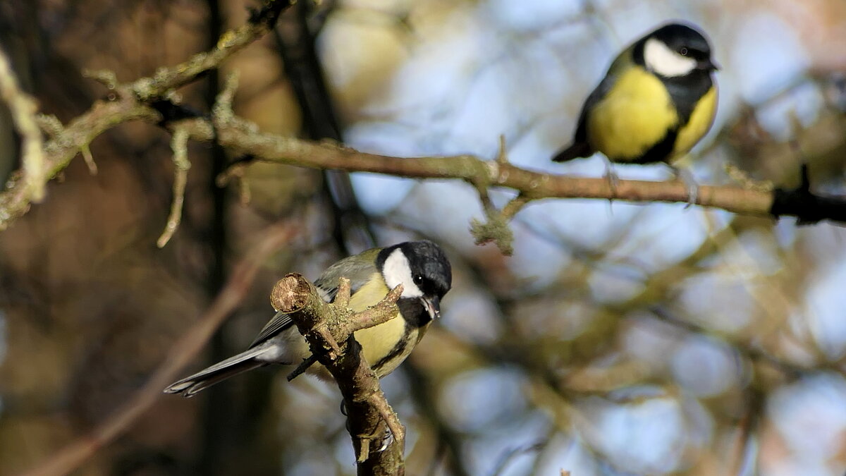Синички (не будем забывать о кормушках)...сделайте кормушку для птиц...Мир Природы / Natural World. - "The Natural World" Александер