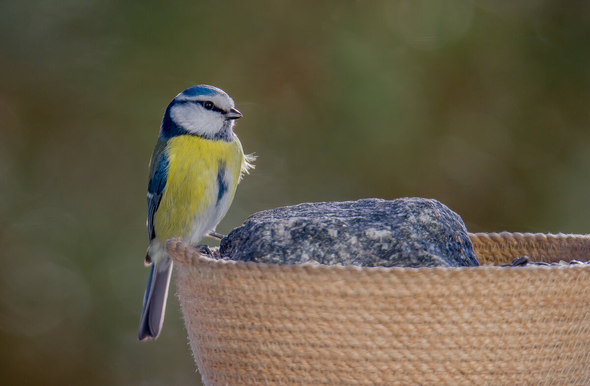 Фотомоделька. - Sergey (Apg)
