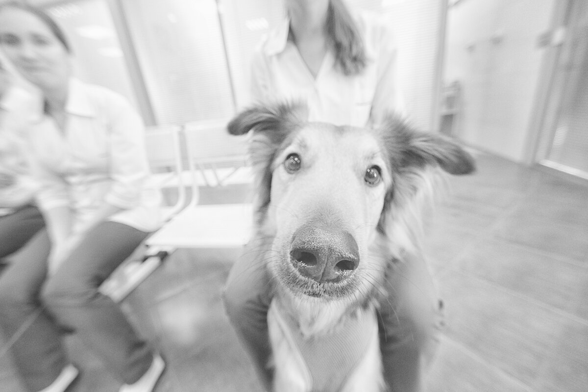 В очереди к ветеринару - Джованни Луче В очереди к ветеринару - Джованни Луче