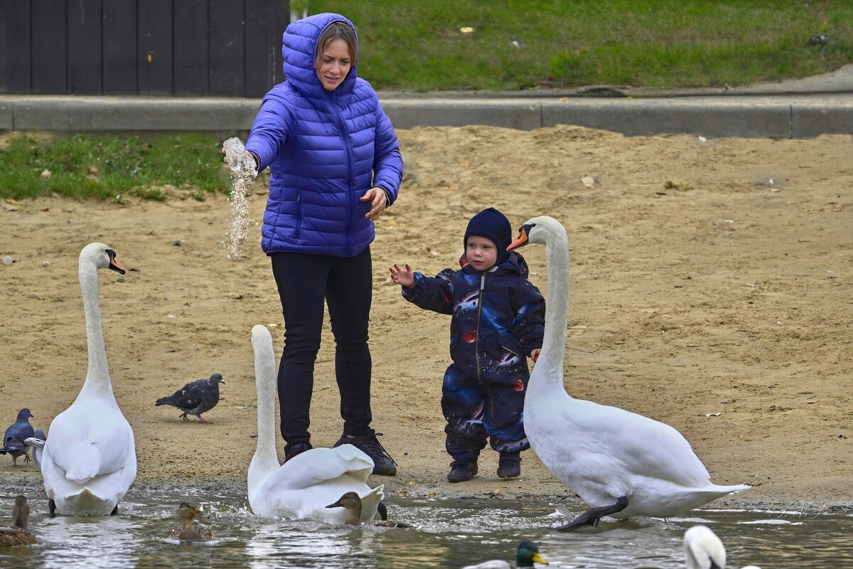 Опять овсянка - Николай Соколухин Опять овсянка - Николай Соколухин
