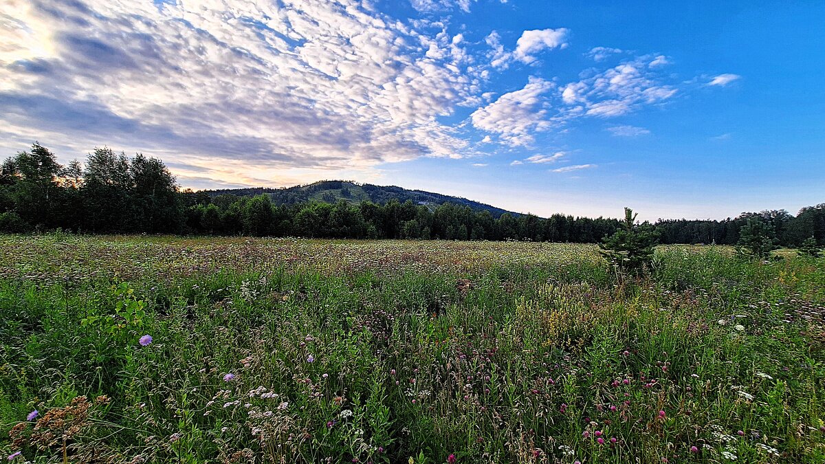 Кузнечиков неугомонный звон - Hope Кузнечиков неугомонный звон - Hope