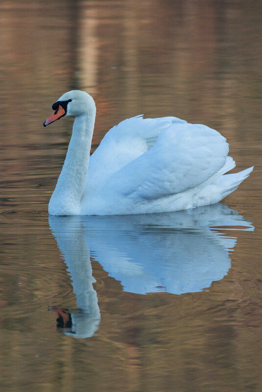 -- - vladimir -- - vladimir