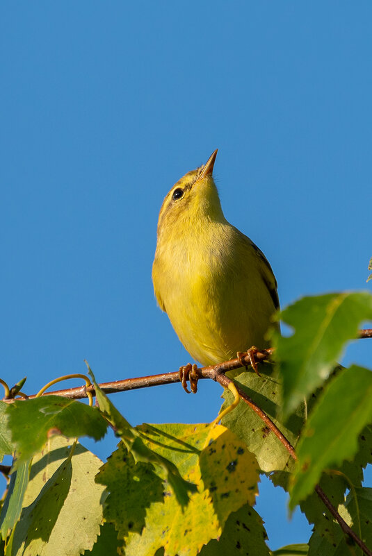 Пеночка - Владимир Лазарев Пеночка - Владимир Лазарев
