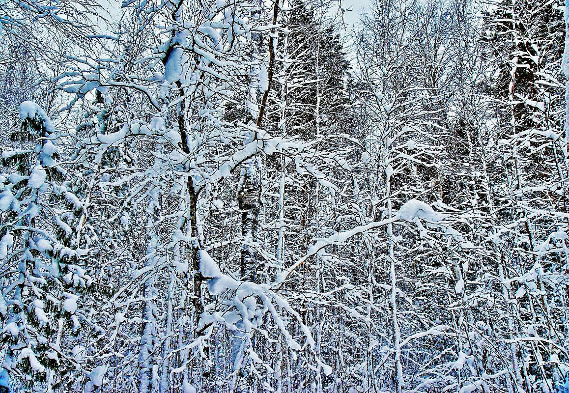 В снежном кружеве ветвей! - Владимир 