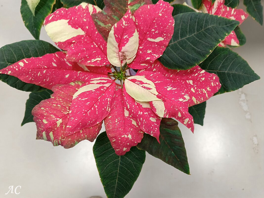 Пуансеттия - Любовь Сахарова