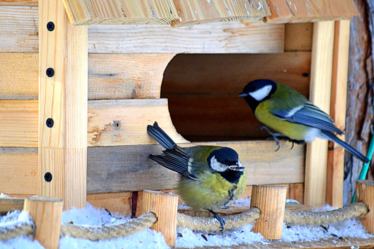 Новая кормушка - Татьяна Лютаева Новая кормушка - Татьяна Лютаева