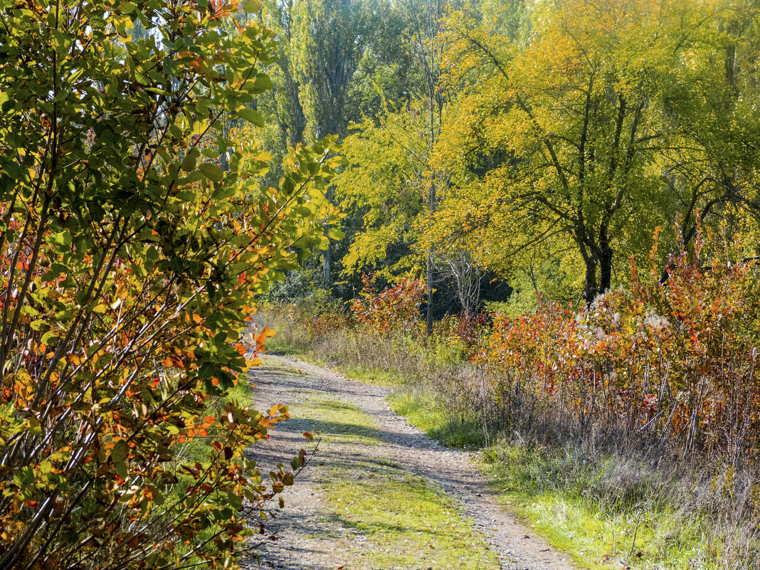 Краски  осени - Валентин Семчишин