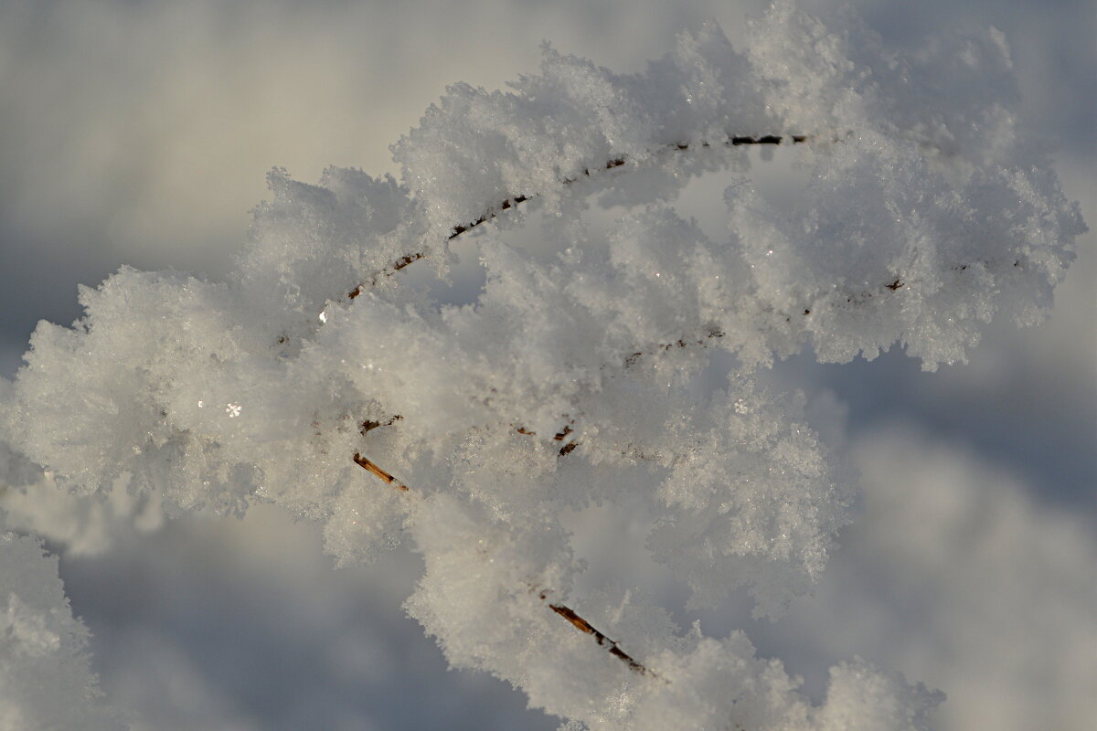 Мороз-кудесник - Татьяна Лютаева Мороз-кудесник - Татьяна Лютаева