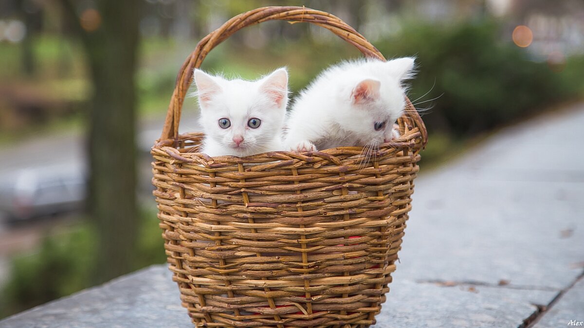 3702 - Alex . 3702 - Alex .