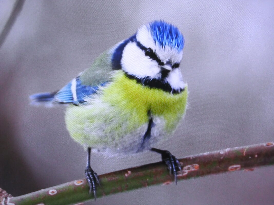 Красотка - Людмила Смородинская