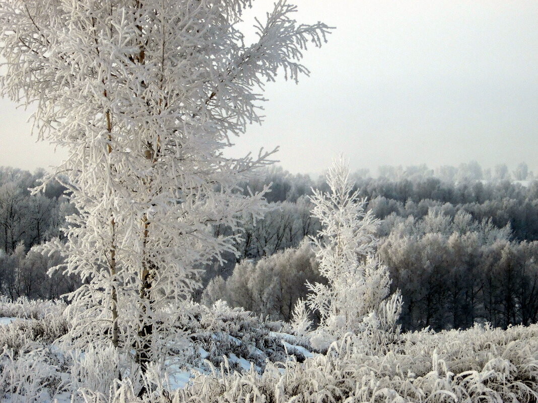 Рождественское утро. - nadyasilyuk Вознюк