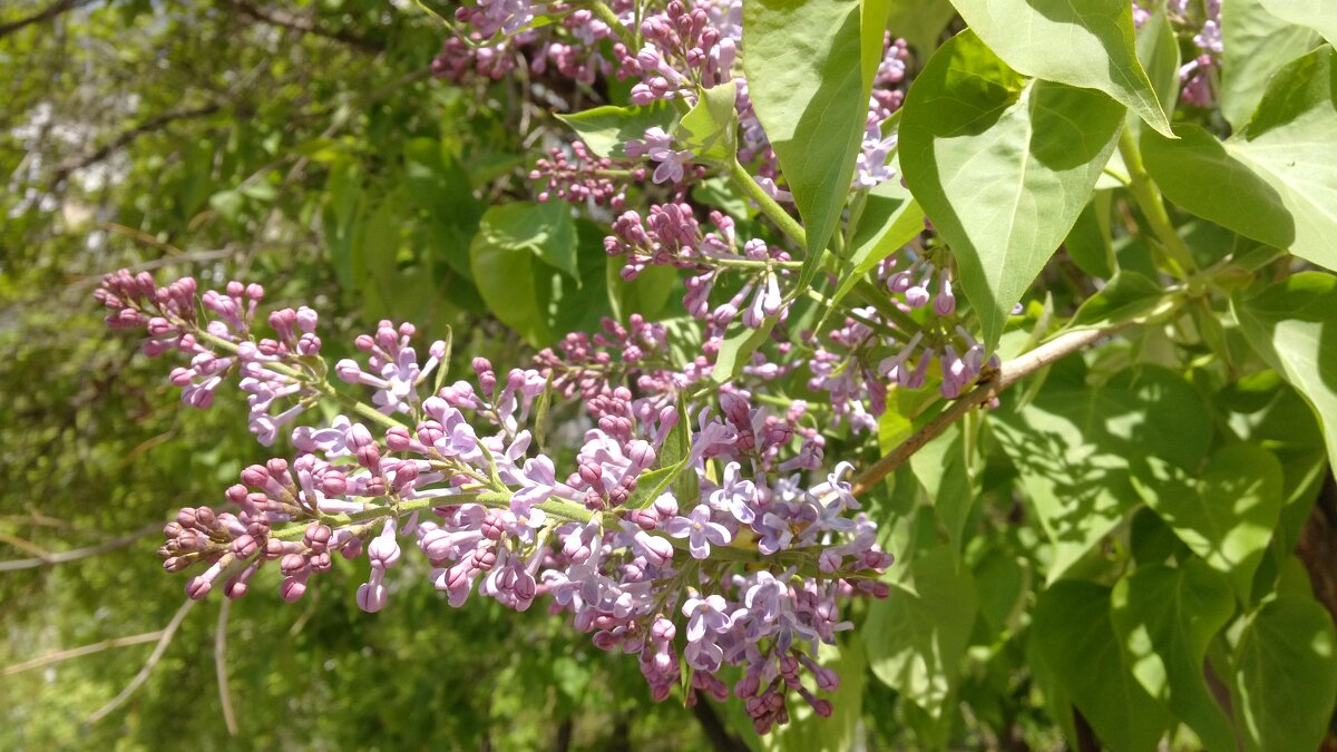 ,,, - Сергей Тимоновский ,,, - Сергей Тимоновский