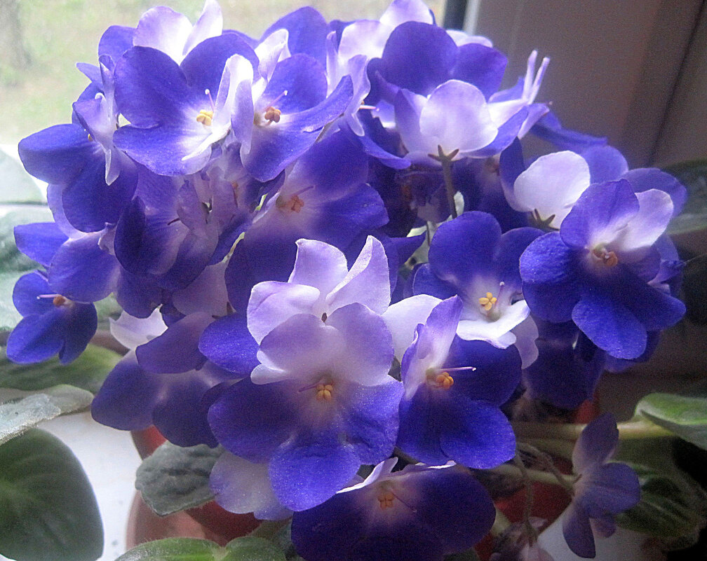 МОИ ЛЮБИМЫЕ ФИАЛКИ - Елена Семигина МОИ ЛЮБИМЫЕ ФИАЛКИ - Елена Семигина