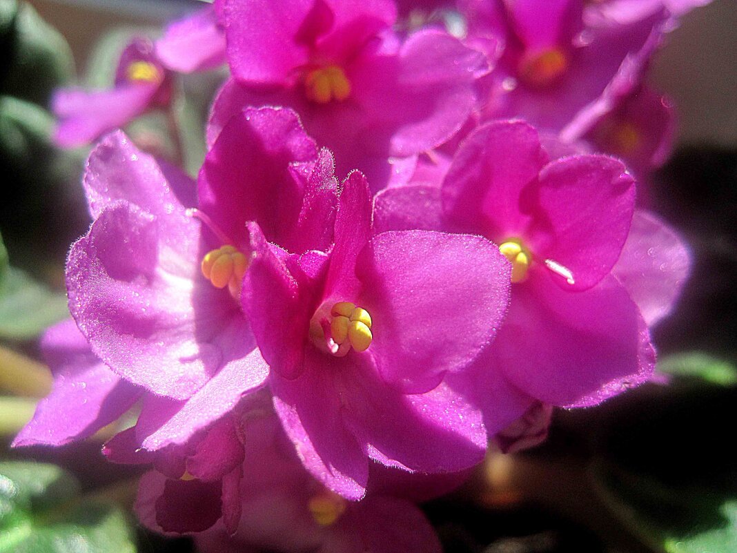 ФИАЛКИ - Елена Семигина