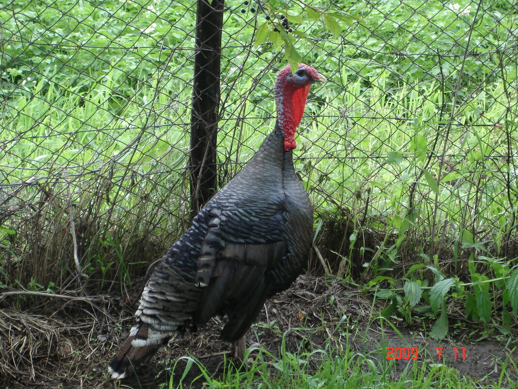 главный - Наталья Штанулина