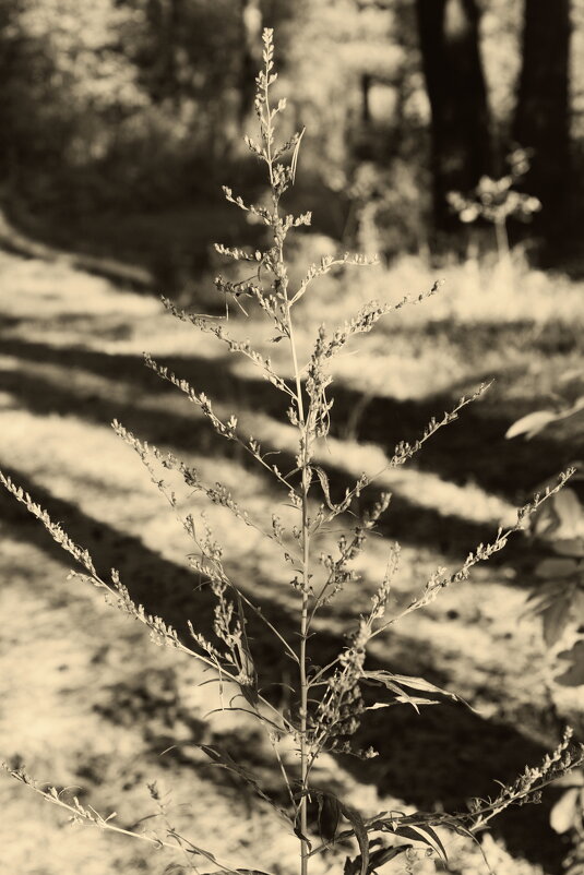 Название отсутствует - Денис Безногов