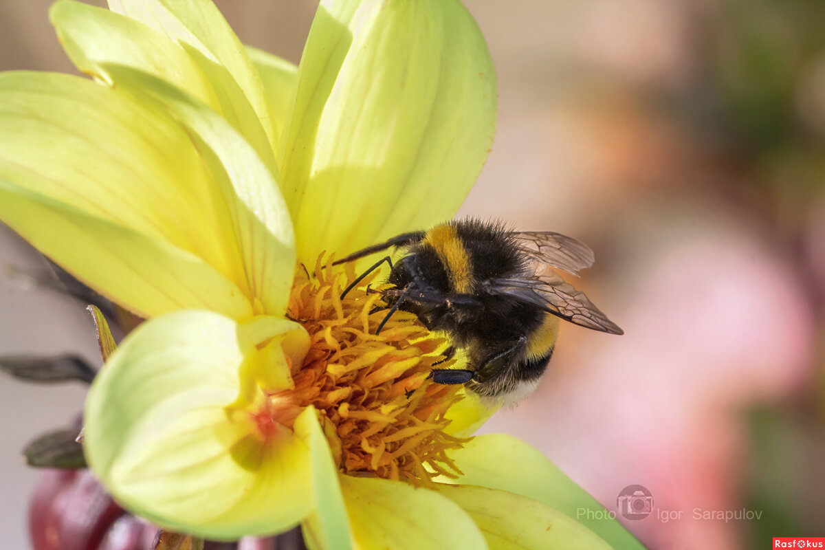 Осенний шмель - Игорь Сарапулов Осенний шмель - Игорь Сарапулов