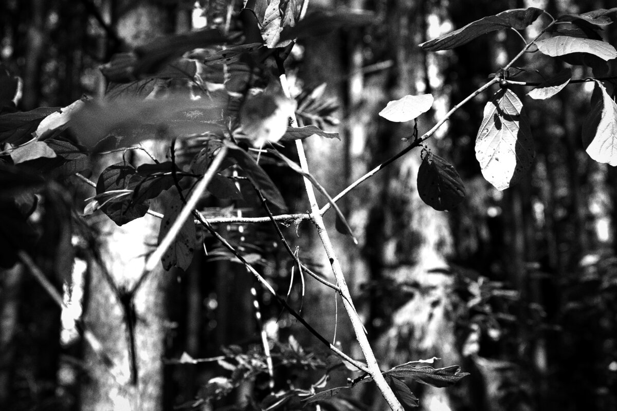 Название отсутствует - Денис Безногов