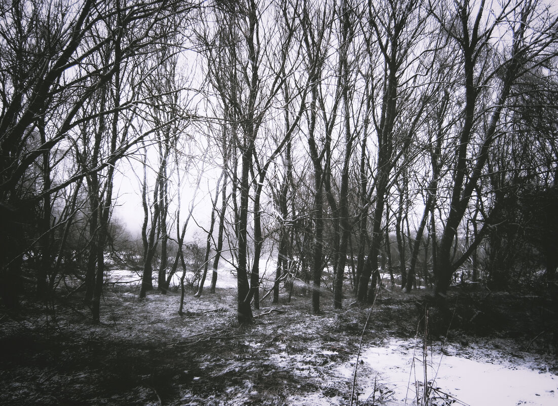 Природа - Sergei Vikulov Природа - Sergei Vikulov