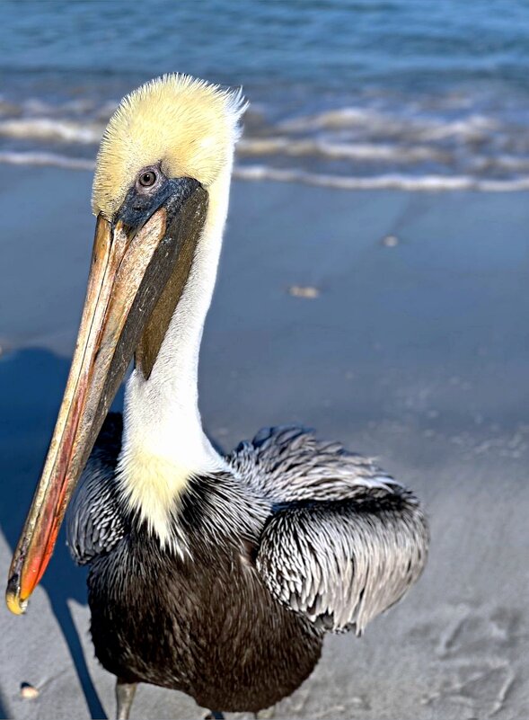 пеликан - Александра Николаева