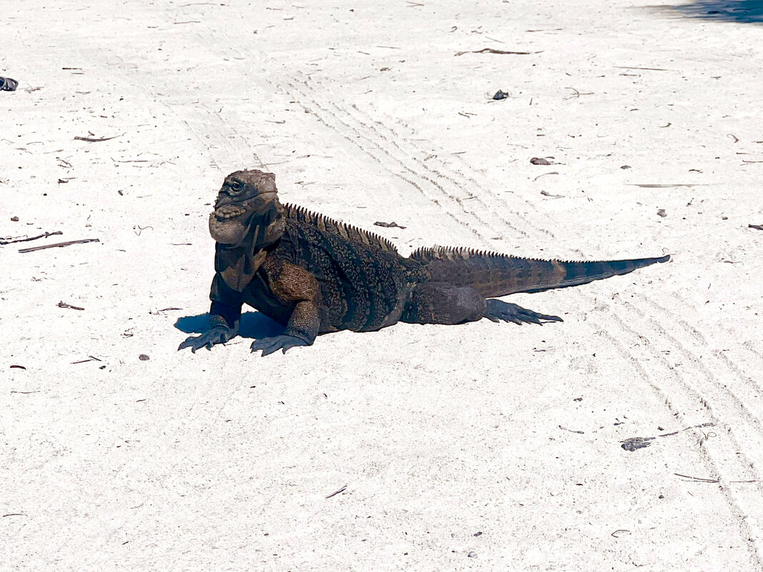 варан гуляющий сам по себе на пляже - Александра Николаева