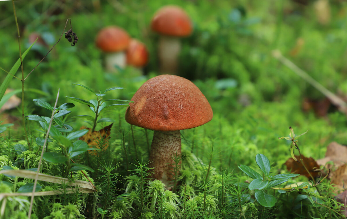 Подосиновик - краснов юрий Подосиновик - краснов юрий