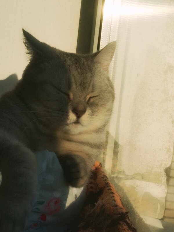 в тёплых лучах звезды по имени Солнце - Александр Кольцов