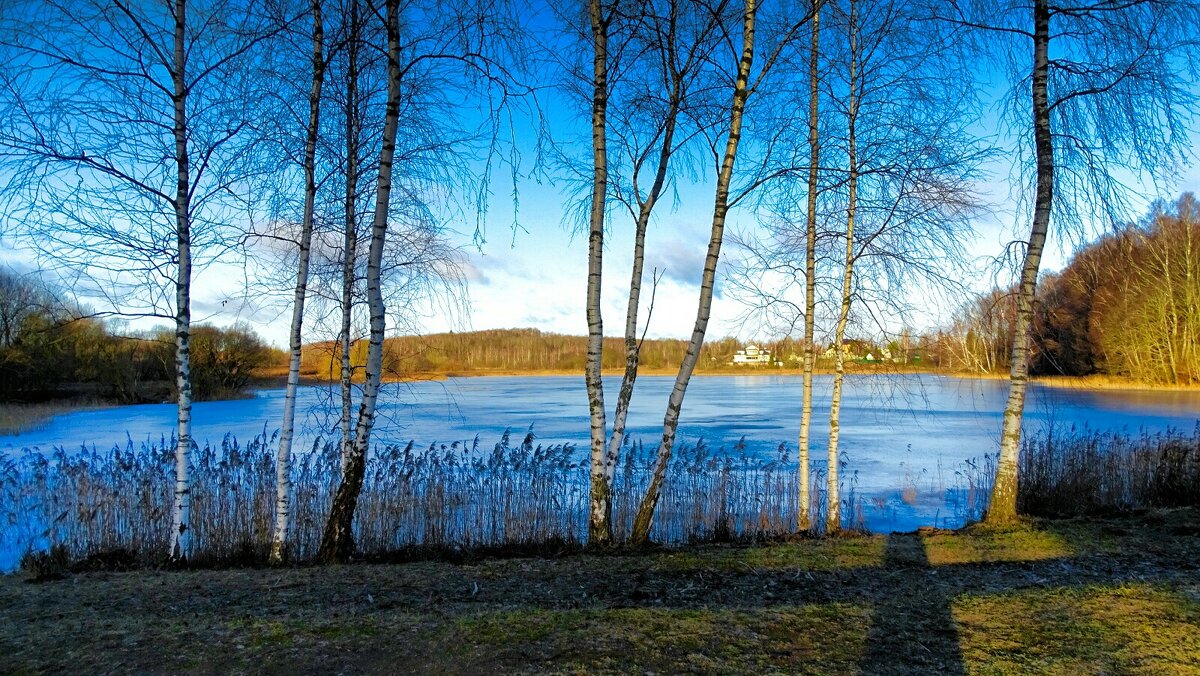 Пейзаж с берёзками на озёрном берегу. - Милешкин Владимир Алексеевич Пейзаж с берёзками на озёрном берегу. - Милешкин Владимир Алексеевич