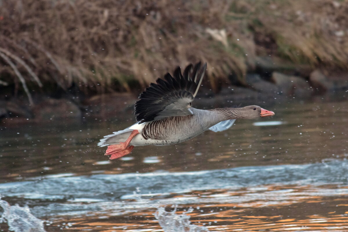 -- - vladimir -- - vladimir