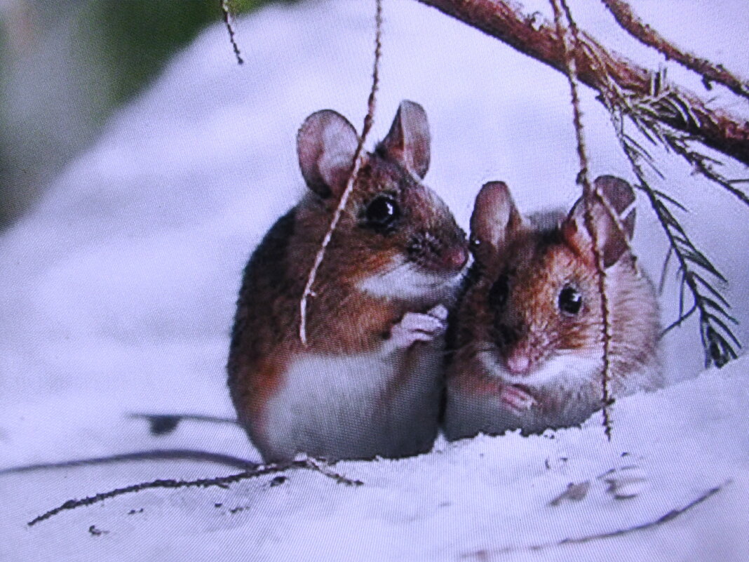 Прячутся от меня - Людмила Смородинская