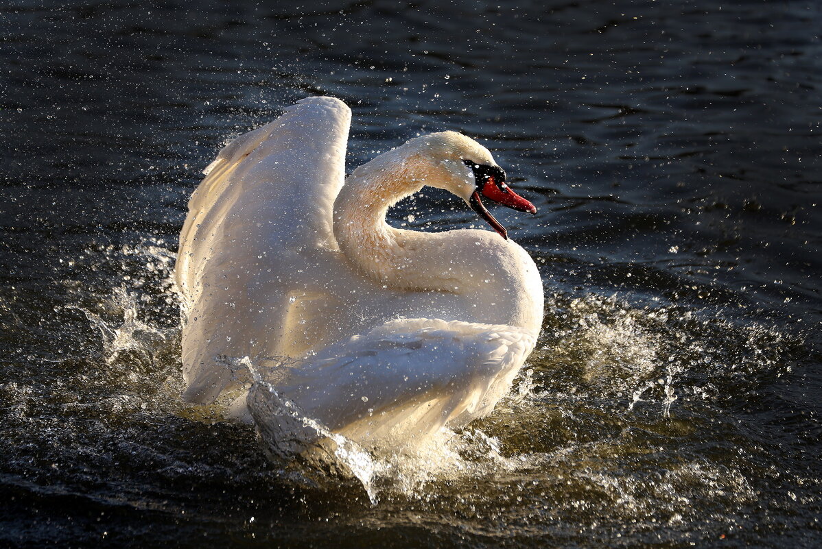 9 января - Михаил Бибичков