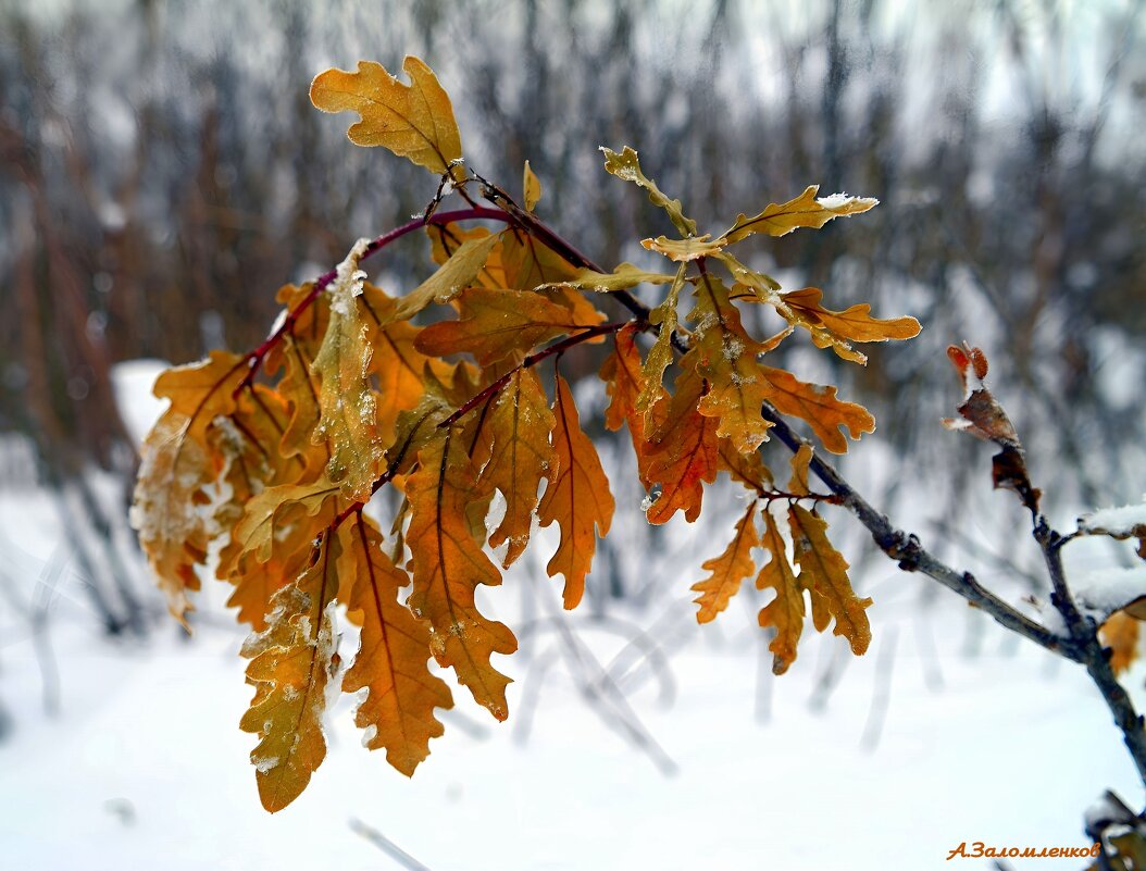 Зимы этюды.... - Андрей Заломленков Зимы этюды.... - Андрей Заломленков