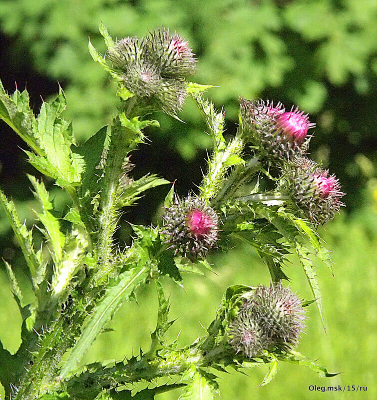 природа шепчет - Олег Лукьянов