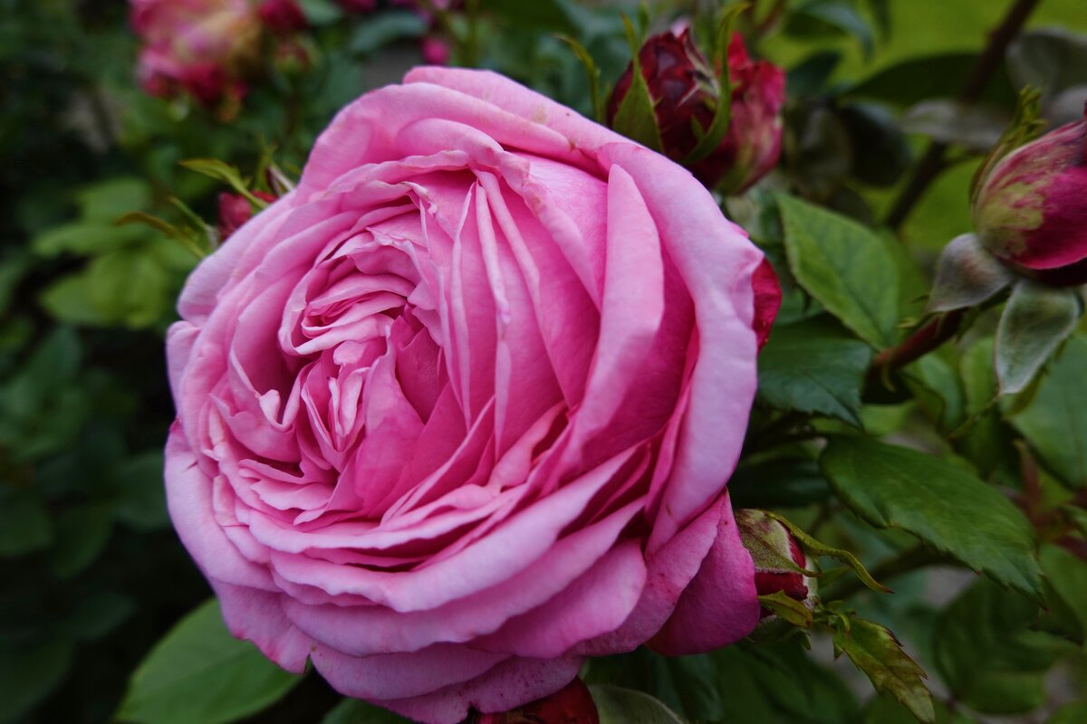 Ах,эти розы....... - Галина 